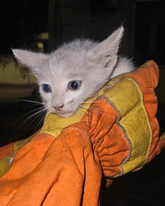 Gatto maschio
