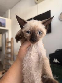 Gatto siamese