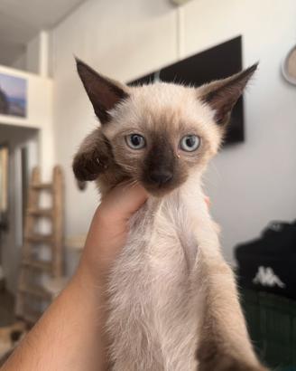 Gatto siamese