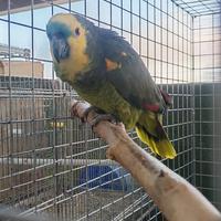 Pappagalli