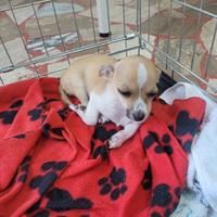 Cucciolo di Chihuahua maschio con 2 vaccinazioni