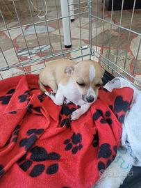 Cucciolo di Chihuahua maschio con 2 vaccinazioni