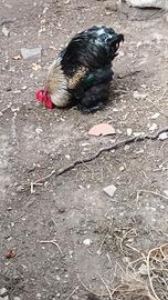 Animali