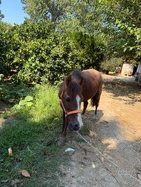 Super pony