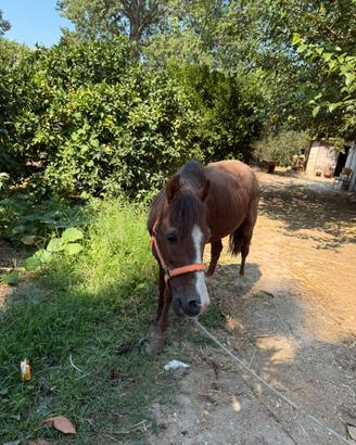 Super pony