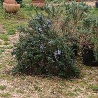 Rosmarino Prostrato ALTO 50 CM LARGO 1 M