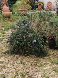 Rosmarino Prostrato ALTO 50 CM LARGO 1 M