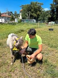 Mini horse