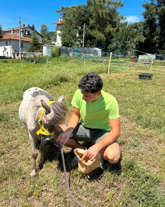 Mini horse