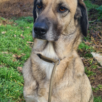 Perla