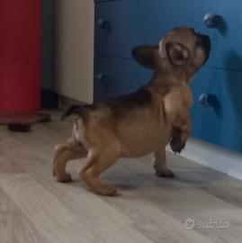 Bulldog francese