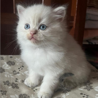 Gatti Siberiani