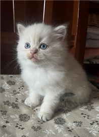 Gatti Siberiani