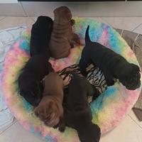 Cuccioli di Shar Pei