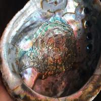 Conchiglia di abalone