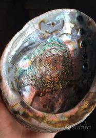 Conchiglia di abalone