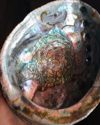 Conchiglia di abalone
