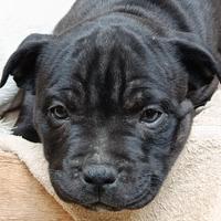 Amstaff originali vedo