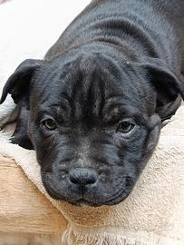 Amstaff originali vedo