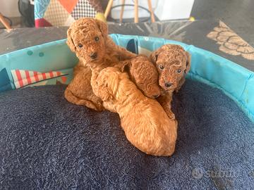 Cuccioli barboncino Toy