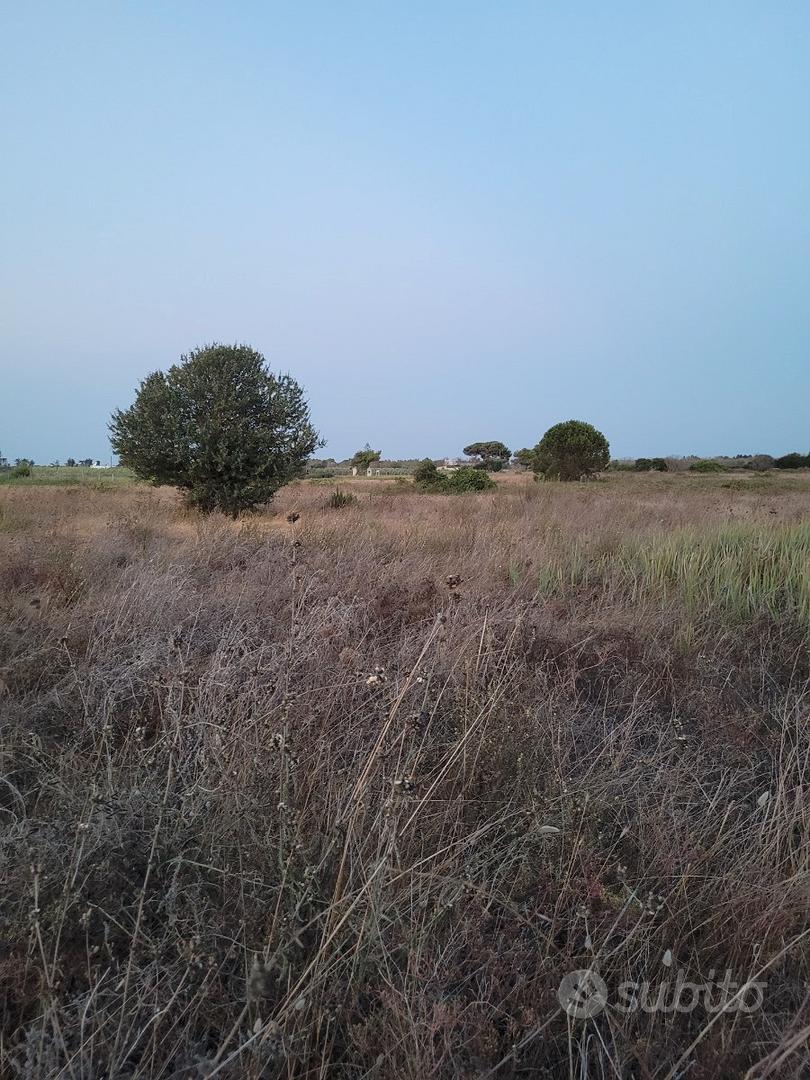 Vigneto, seminativo e pascolo cespug - Vista 3
