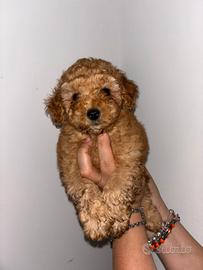 Cuccioli di Barboncini albicocca