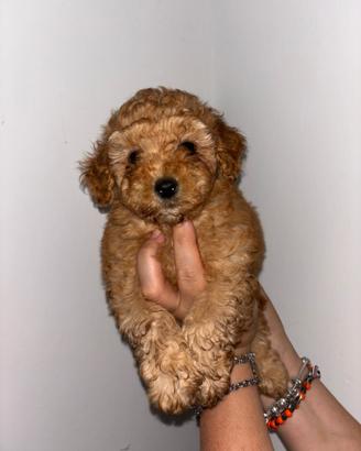 Cuccioli di Barboncini albicocca