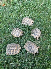 Testudo hermanni