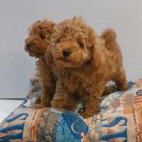 Cuccioli di barboncini