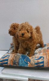 Cuccioli di barboncini