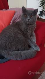 Gatto Scottisch bllu