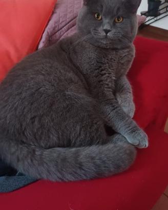 Gatto Scottisch bllu