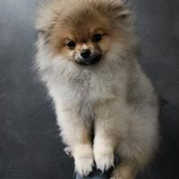 Spitz Tedesco Pomerania