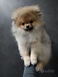 Spitz Tedesco Pomerania