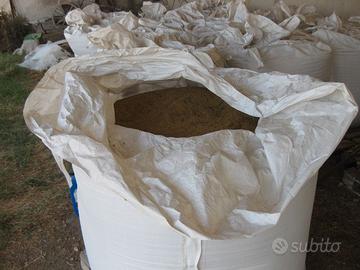 seme di trifoglio alessandrino biologico