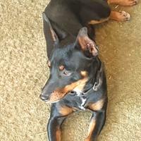 Pinscher accoppiamento