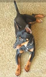 Pinscher accoppiamento