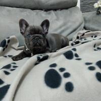 Bulldog francese