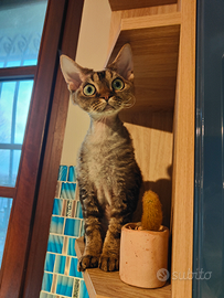Devon Rex