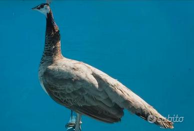 Pavone viola: adulto