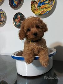 Maltipoo consegna in tutta la Sicilia