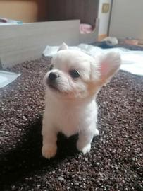 Cucciolo chihuahua maschio pelo lungo bianco