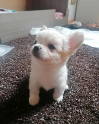 Cucciolo chihuahua maschio pelo lungo bianco