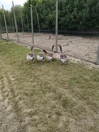 Oche, Galli, galline