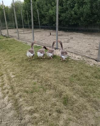 Oche, Galli, galline