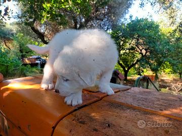 Cuccioli pastore abruzzese