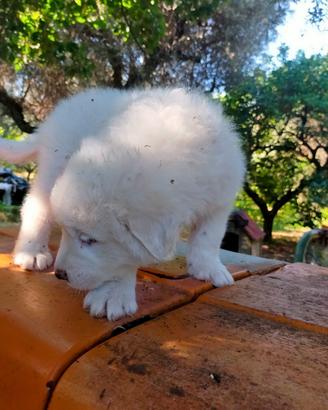 Cuccioli pastore abruzzese