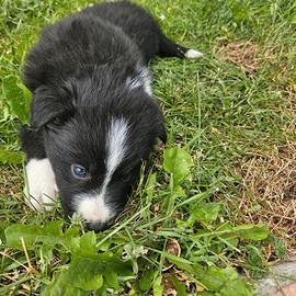 Cuccioli border aussie