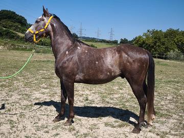 Cavallo