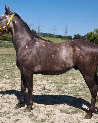 Cavallo